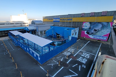 �ɐ��V�[�p���_�C�X