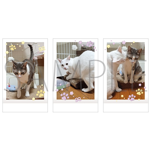 かわいいアッシュくんとさとるくんのちっちゃいフォトカードセット